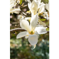 Magnolia Fairy White