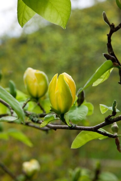 Magnolia Green Bee