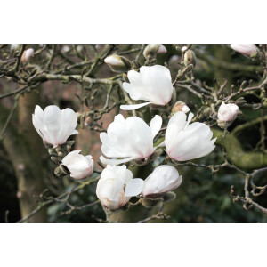 Magnolia loebneri Wildcat