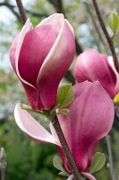 Magnolia March Till-Frost