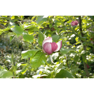Magnolia soulangiana Lennei