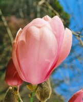 Magnolia soulangiana Lennei