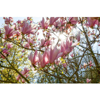 Magnolia soulangiana Pickards Schmetterling