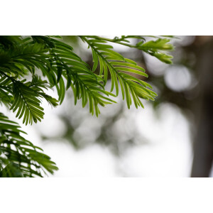 Metasequoia glyptostroboides Hamlets Broom