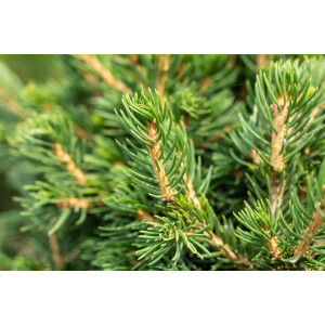 Picea abies Tompa