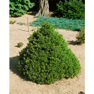 Picea abies Tompa
