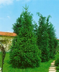 Picea orientalis