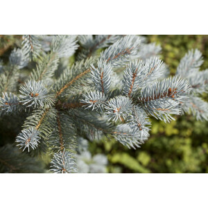 Picea pungens Blue Mountain