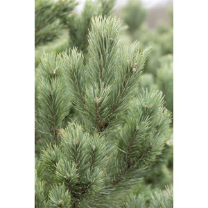 Pinus cembra Glauca