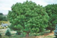 Pinus densiflora Oculus-draconis