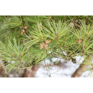 Pinus densiflora Pumila