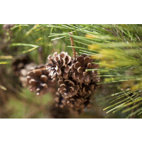 Pinus densiflora Pumila