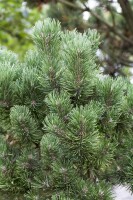 Pinus mugo Columnaris