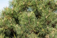 Pinus mugo Columnaris
