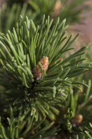 Pinus mugo Peterle