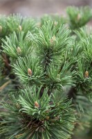 Pinus mugo Peterle