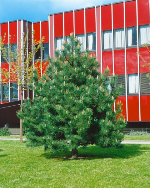 Pinus nigra Compacta