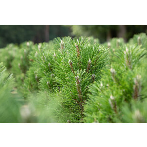 Pinus nigra Komet