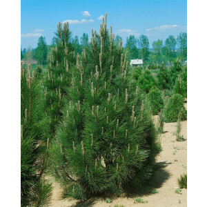 Pinus nigra Pyramidalis