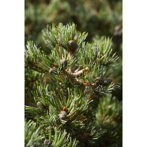 Pinus parviflora Hagoromo