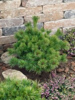 Pinus parviflora Kiomatsu