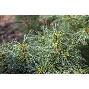 Pinus resinosa Pillnitz