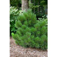 Pinus resinosa Pillnitz