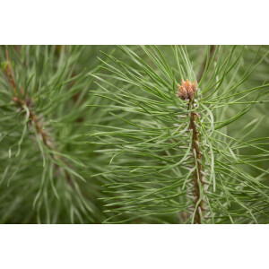 Pinus sylvestris Norske Typ