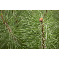 Pinus sylvestris Norske Typ