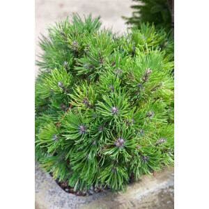 Pinus uncinata Compacta