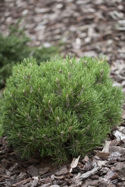 Pinus uncinata Heideperle