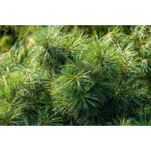 Pinus wallichiana Nana