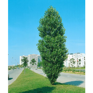 Populus nigra Italica