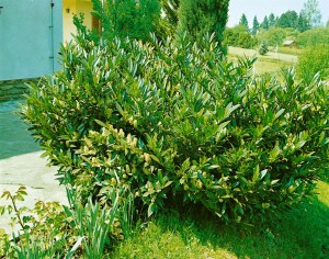 Prunus laurocerasus Zabeliana