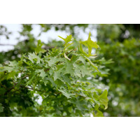Quercus palustris Isabel