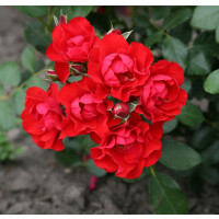 Rosa Black Forest Rose