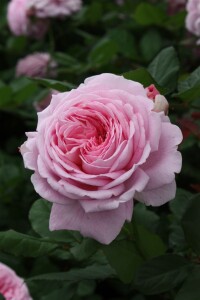 Rosa Rosengräfin Marie Henriette, Parfuma