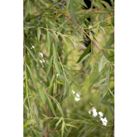 Salix alba Tristis