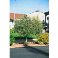 Salix purpurea Pendula
