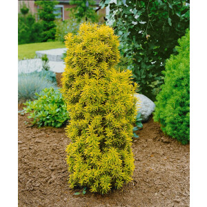 Taxus baccata Golden Tower