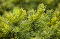 Taxus baccata Golden Tower