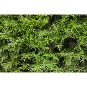 Taxus baccata Osterberg