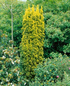 Taxus baccata Standishii