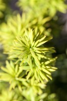 Taxus baccata Washingtonii
