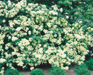 Viburnum plicatum Rotundifolium