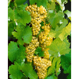 Vitis vinifera gelber Muskateller