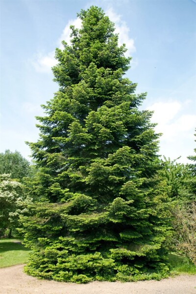 Abies grandis 3xv 125- 150 cm cm kräftig