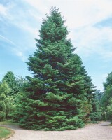 Abies grandis 3xv 125- 150 cm cm kräftig