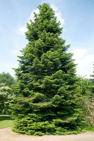 Abies grandis 4xv mDb 150- 175 cm kräftig