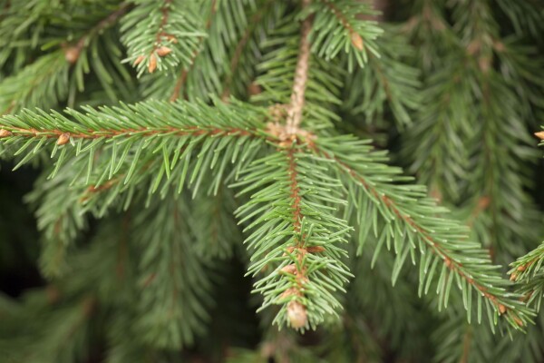 Abies homolepis 3xv mb 100-125 cm kräftig